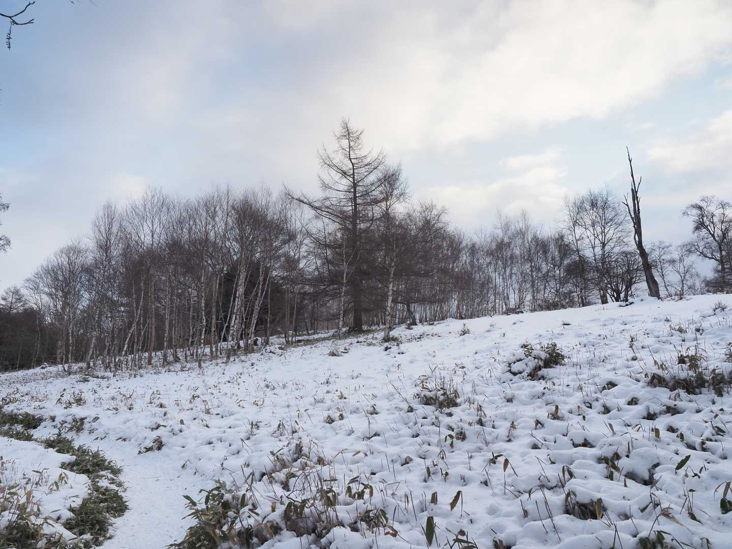 しばらくは緩やかな登山道