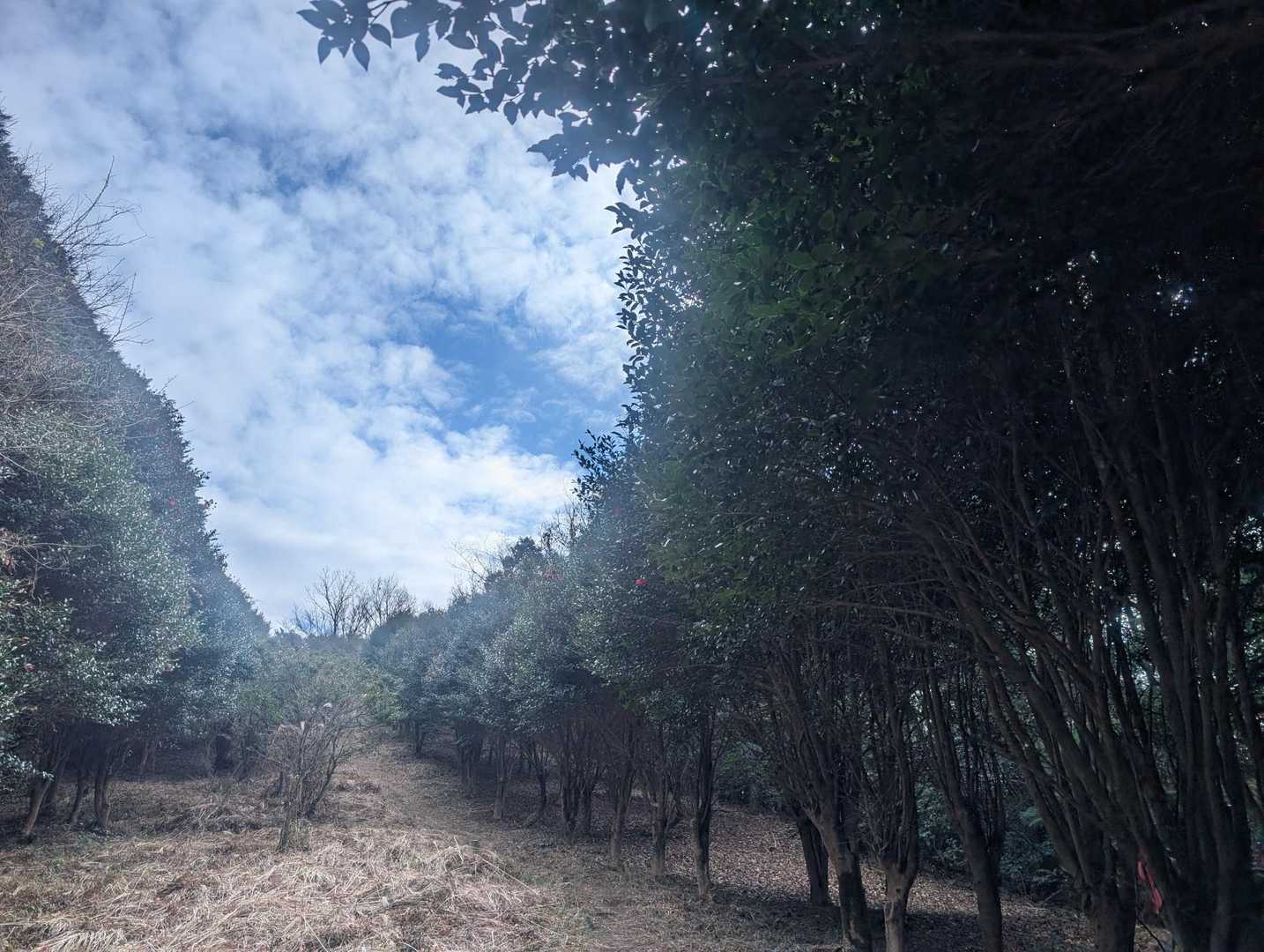 鬼ノ鼻山　登山口-鬼ノ鼻山-福寿山-弁天山-聖岳 周回コースの写真