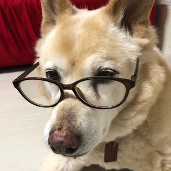 とんかつおやじ