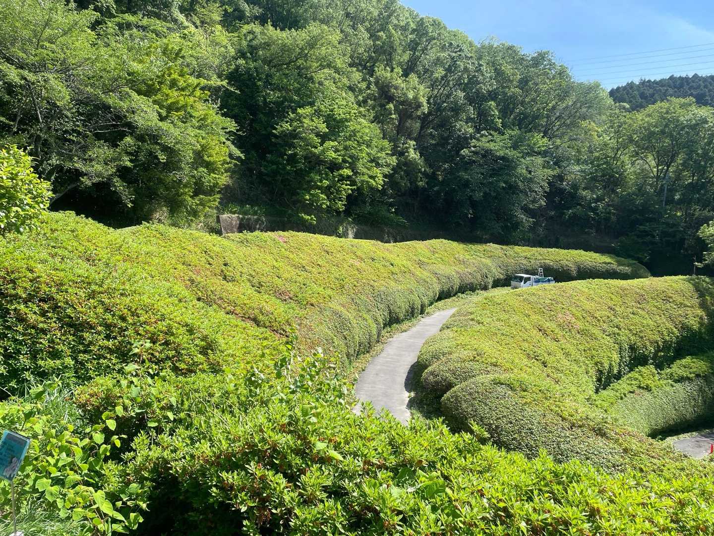 抹茶ロール🍵