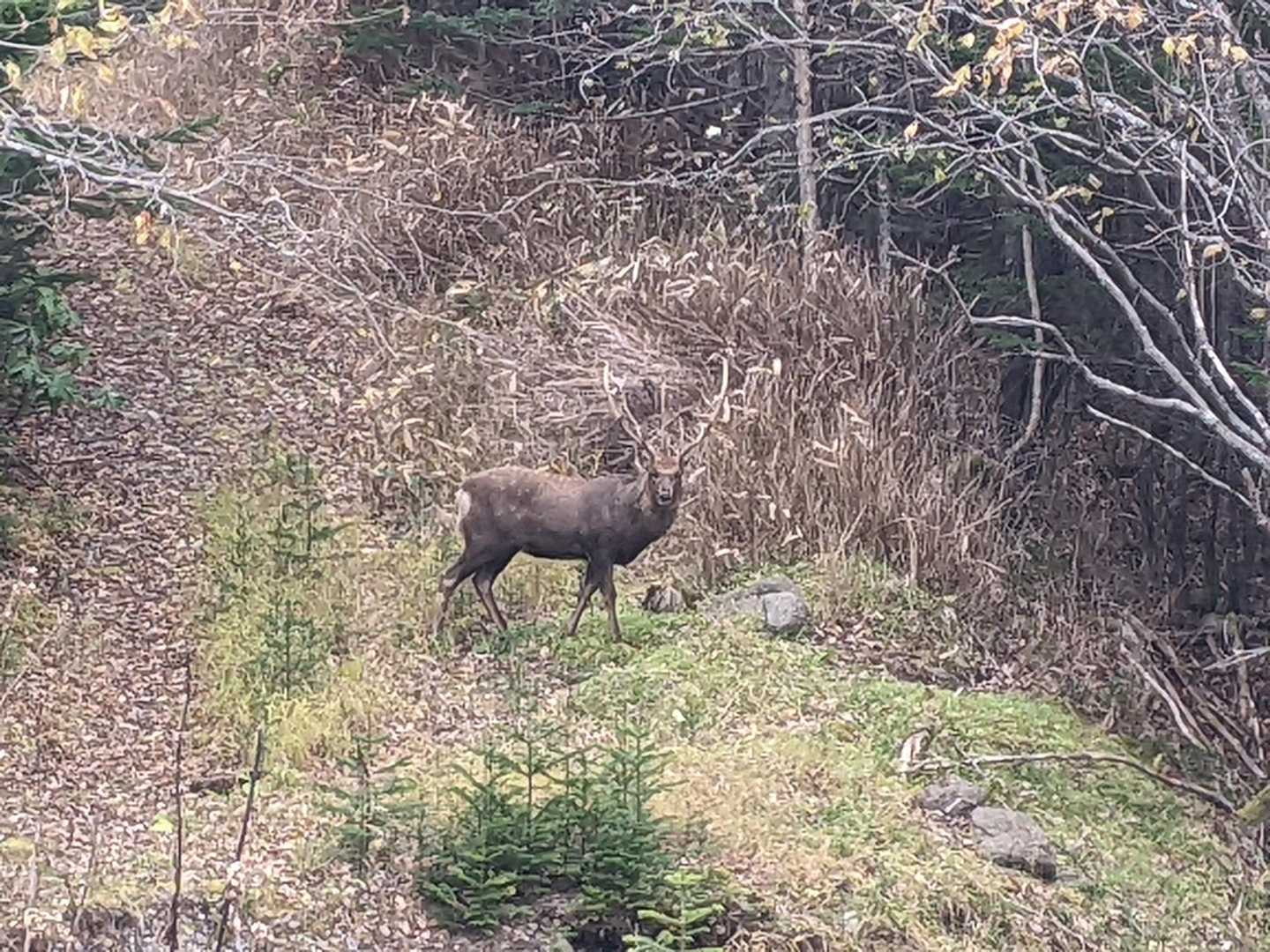 クマネシリ岳 往復コースの写真