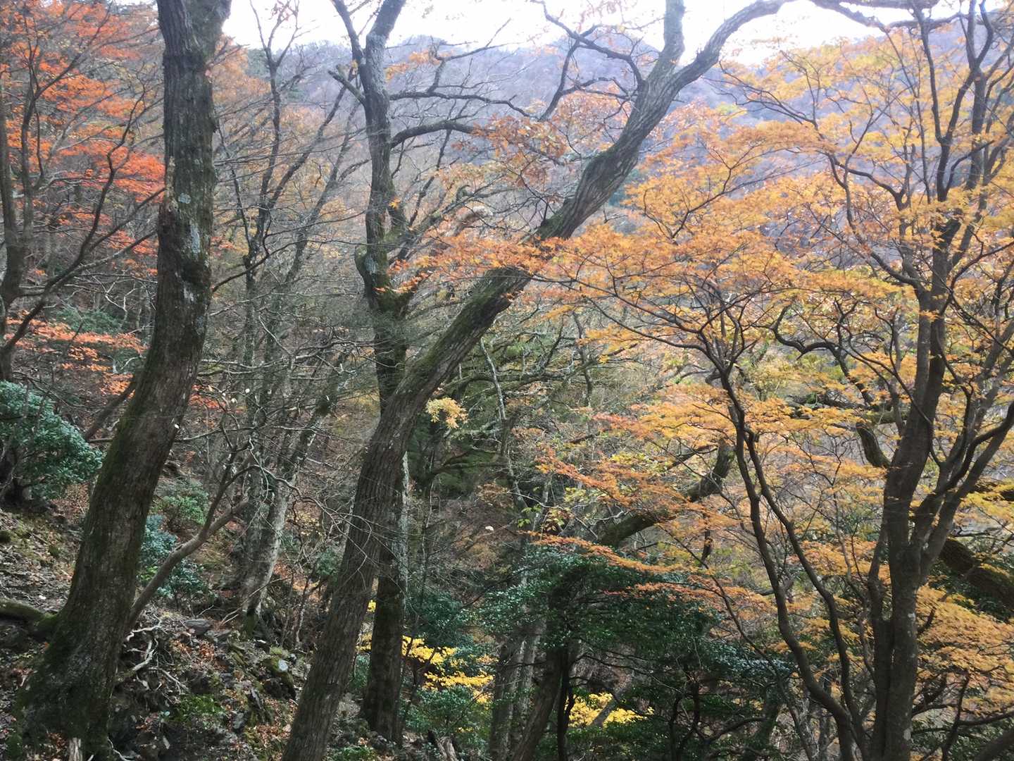 あー素敵🍂