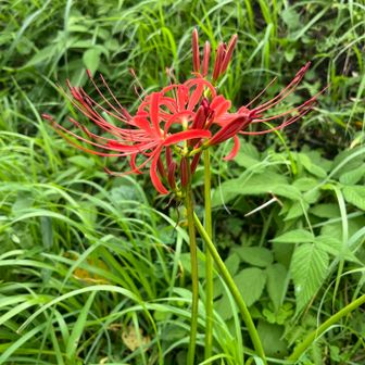 彼岸花も咲いてます