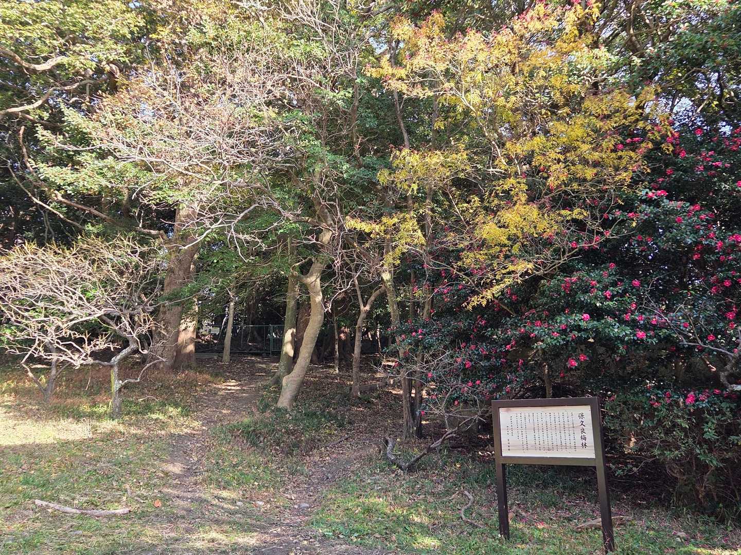 梅園
山茶花が咲き乱れ
ですが…📸半切れ😶