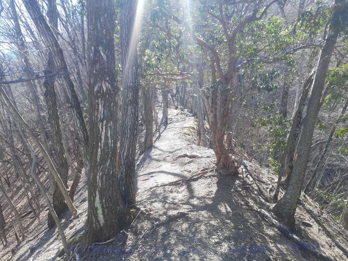 尾根歩き🎵
さっき登った二子山との違いがハンパねぇ😅