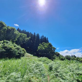 8合目桃の木平