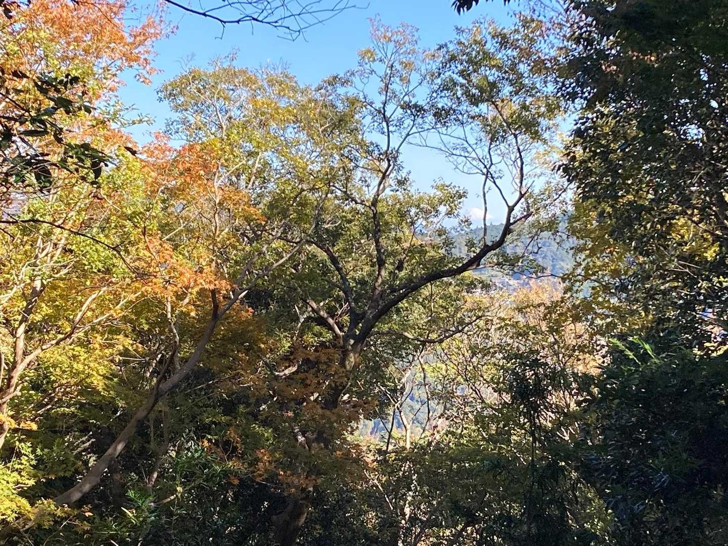 木々の合間に
雲かと思ったら
富士山でした🗻＼(^o^)／