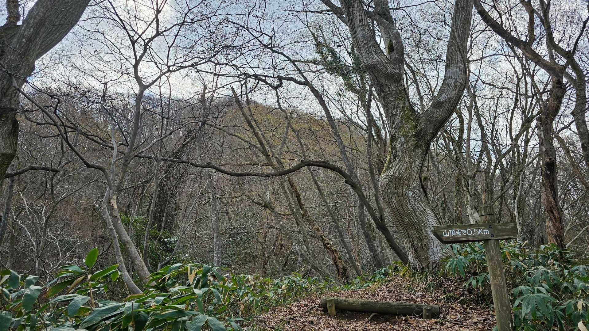 山頂迄500m地点
距離表示もこまめに🤗
有難い🎵
