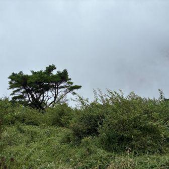 晴れていれば富士山見えるみたいです。