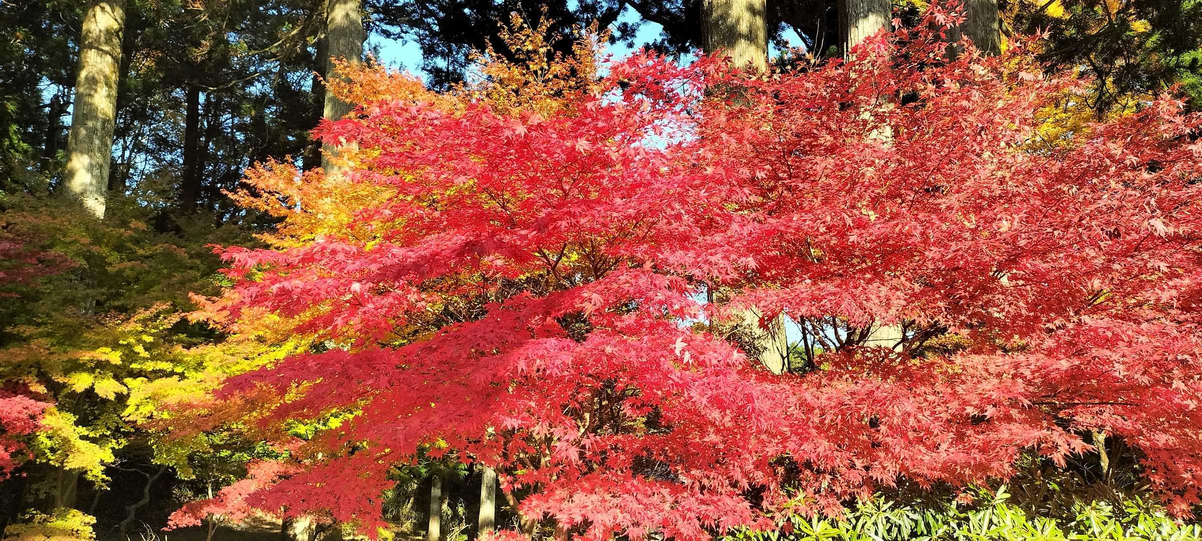 美しすぎる紅葉🍁に見惚れてなかなか前に進みません😅