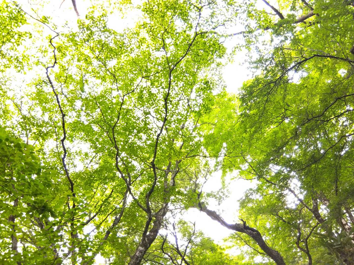 緑のシャワーと鳥の声