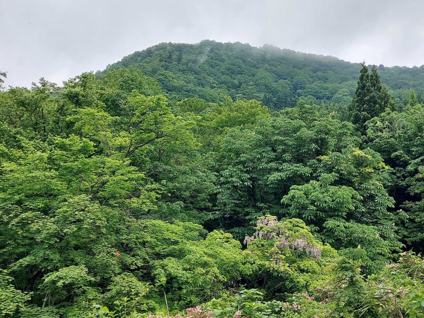 あれが山頂かな？
