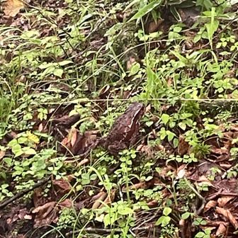 雨なので3匹のカエルと会いました。
