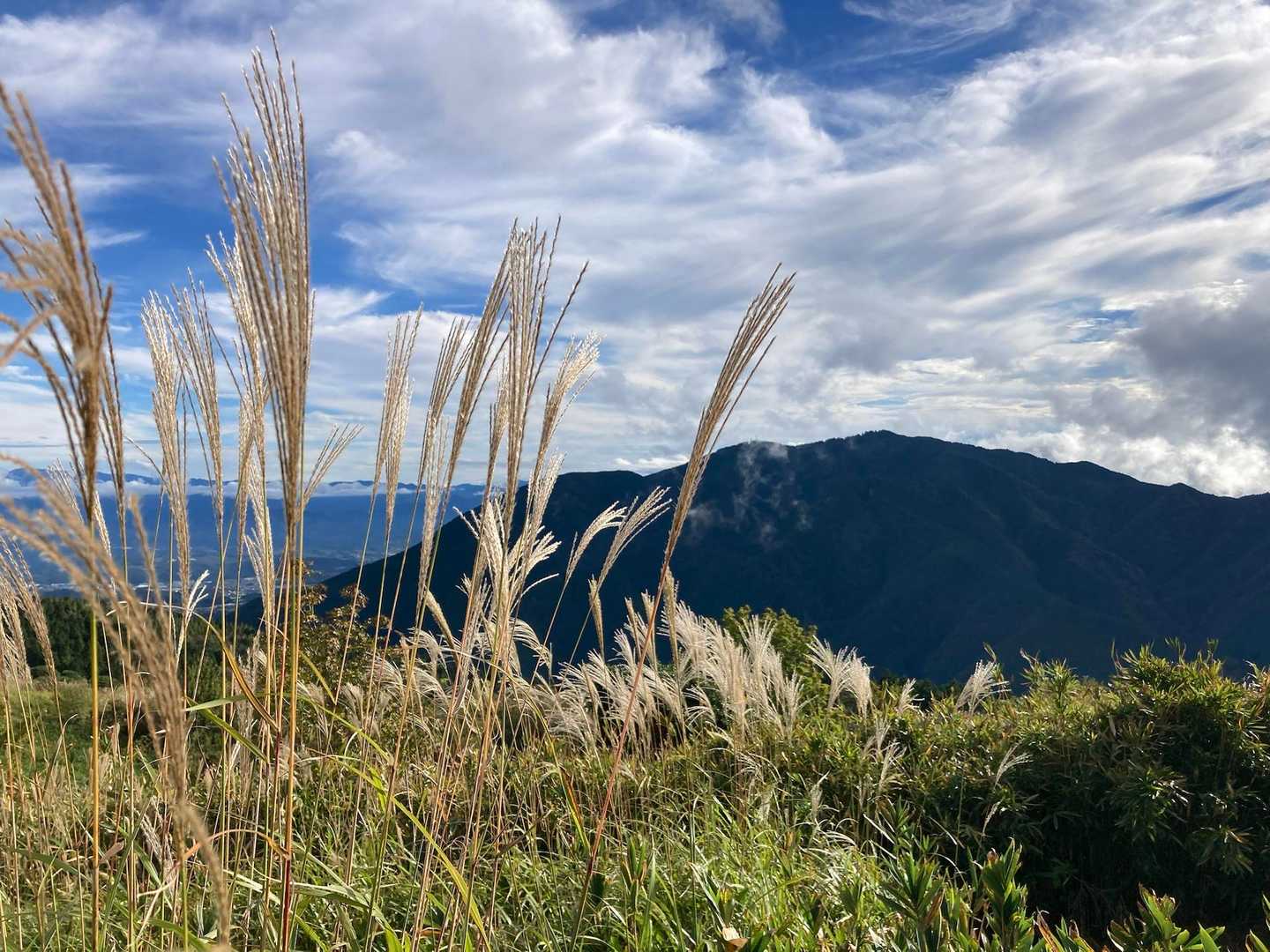 ススキ越しにお山が綺麗に見えます😍