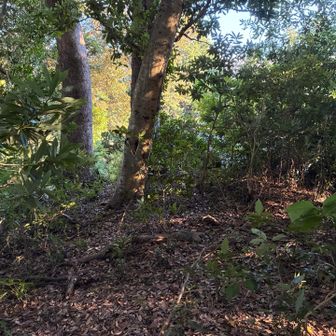 なぜか本日1座目にカウント済みの鷹巣山山頂
たまにある不思議な到達記録🗒️