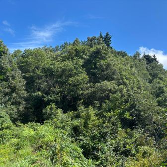 夏は身を潜める『二本松』🌲🌲