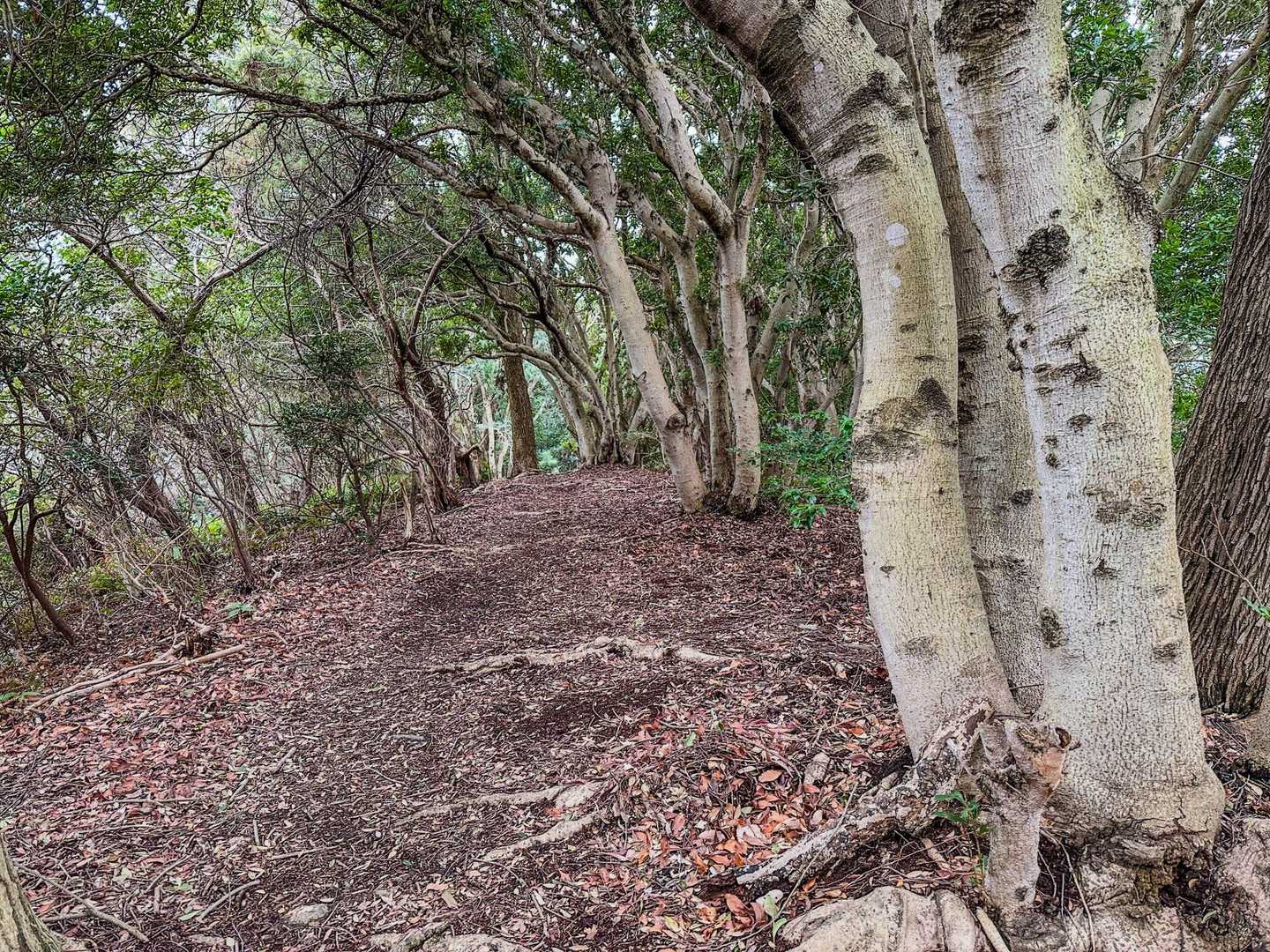 奥辺峠-大福山 往復コースの写真