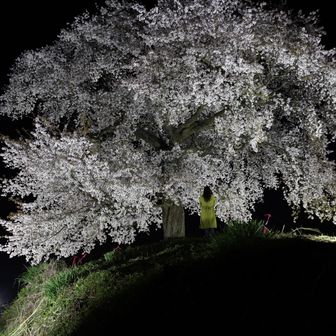 
漆黒の夜に輝く
力強く素晴らしい枝ぶりの
樹齢250年山桜🌸

散り際も綺麗でしょうね𓂃𖡼.*ﾟ‎
