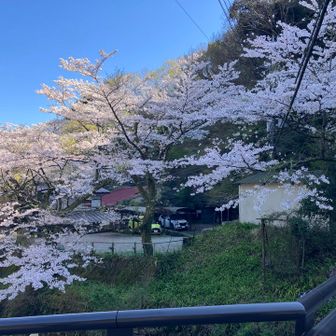 降りて来た登山口に見事な桜があります🌸

バスを待っていたら消防車と救急車🚑🚒
楽しいお山も危険と隣り合わせな事をいつも考えさせられます！

無事で美味しく今日一日楽しませてくれたお山に感謝します🙏
