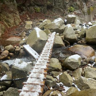 この木の橋を渡ります