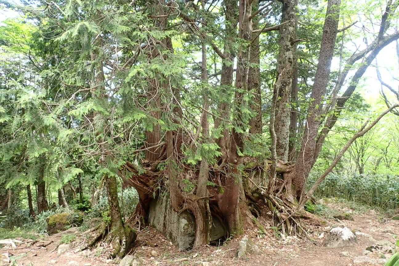 位山-川上岳 周回コースの写真