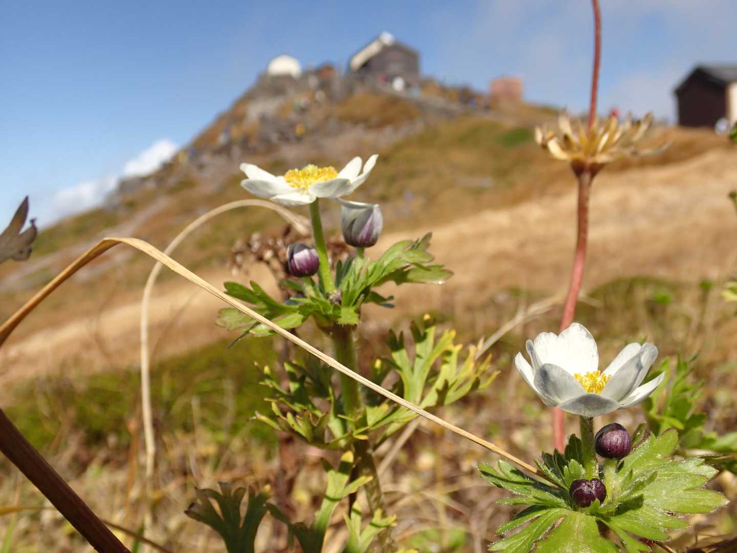 夏の花の、ハクサンイチゲだよね