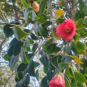 ヤブツバキ❤