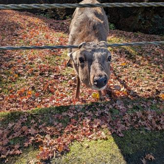 鹿せんべいくれくれボーイ🦌