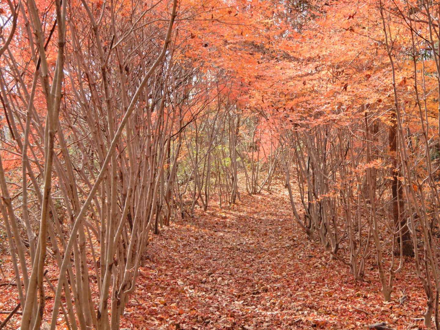 ここで一息入れたら紅葉したドウダンツツジのトンネルを抜け