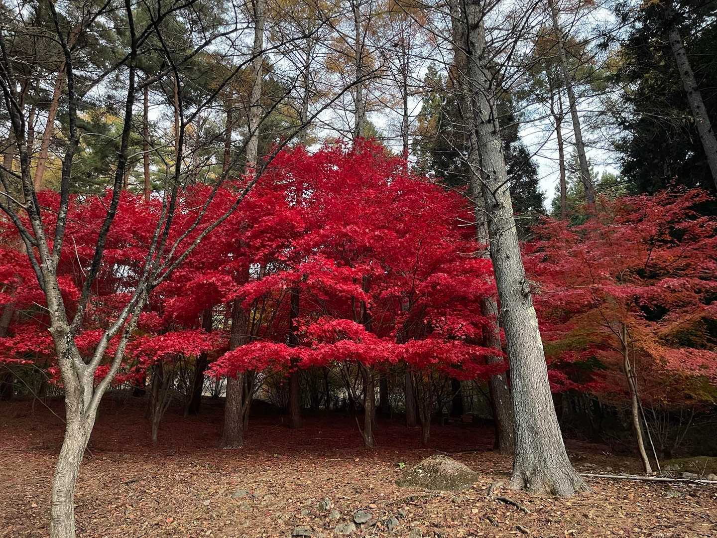 赤が凄い🟥