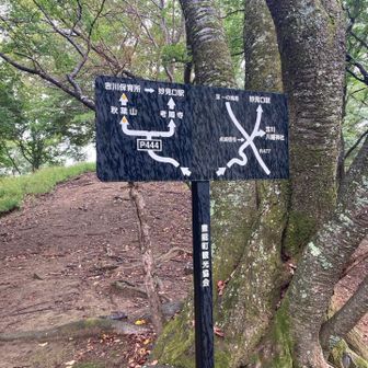 足場が不明なので、尾根歩きはやめて右側の安全だと思える方へ変更