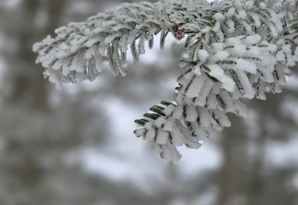 冬の恵那山❄ / カナさんの恵那山・大判山・神坂山の活動データ