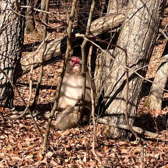 駐車場近くでお猿発見🐒