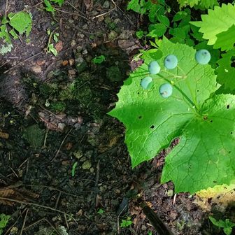 山荷葉の実🫒黒く熟すとベリー🫐状況