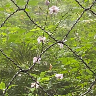 早速のレンゲショウマ🌸