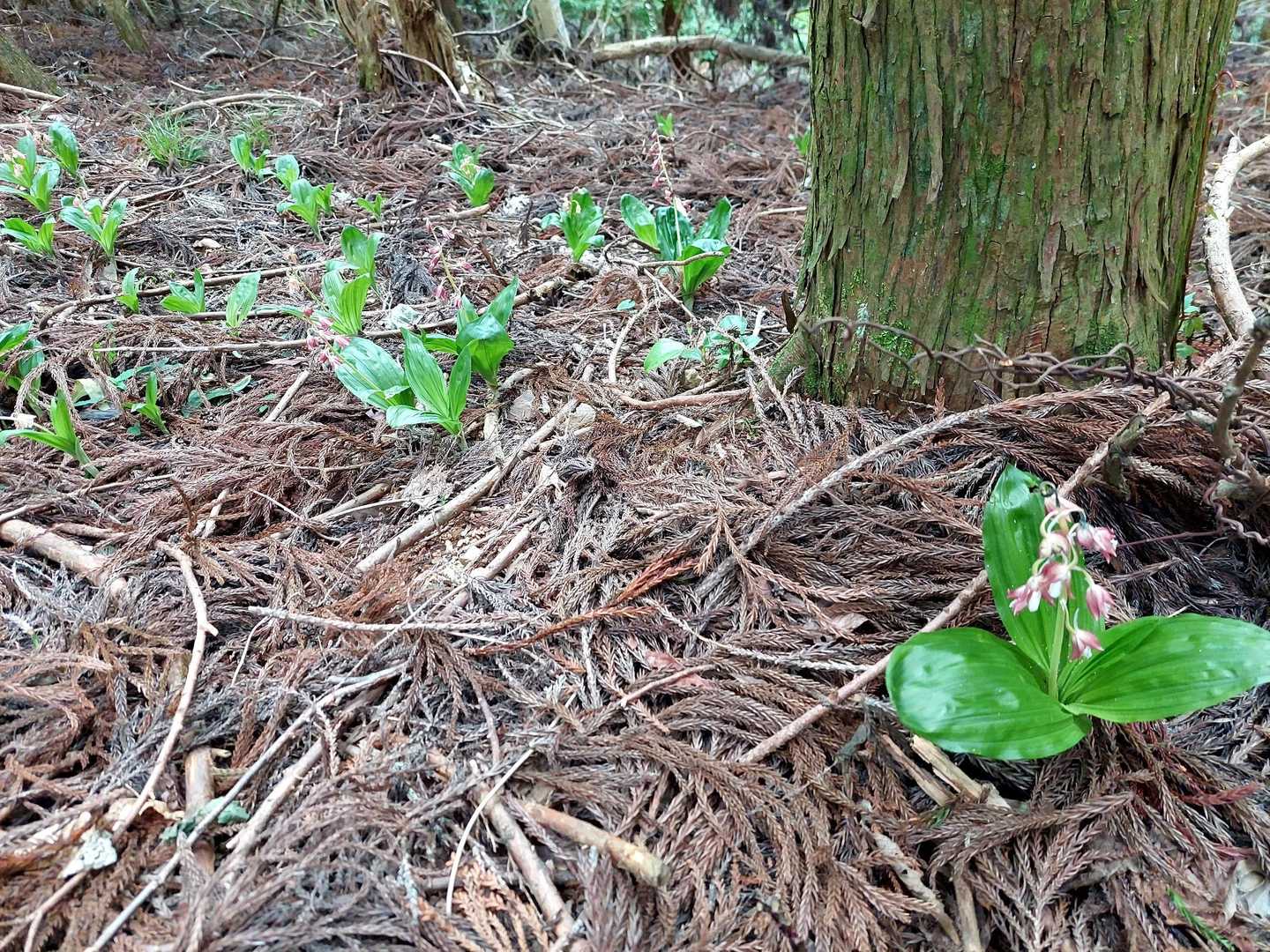 👀別の場所にもエビネ沢山🔚