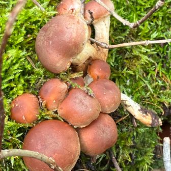 これは❓　
クリタケ🍄‍🟫かな❓🤔