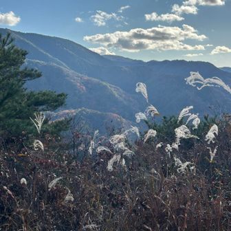 ススキがふわふわ
