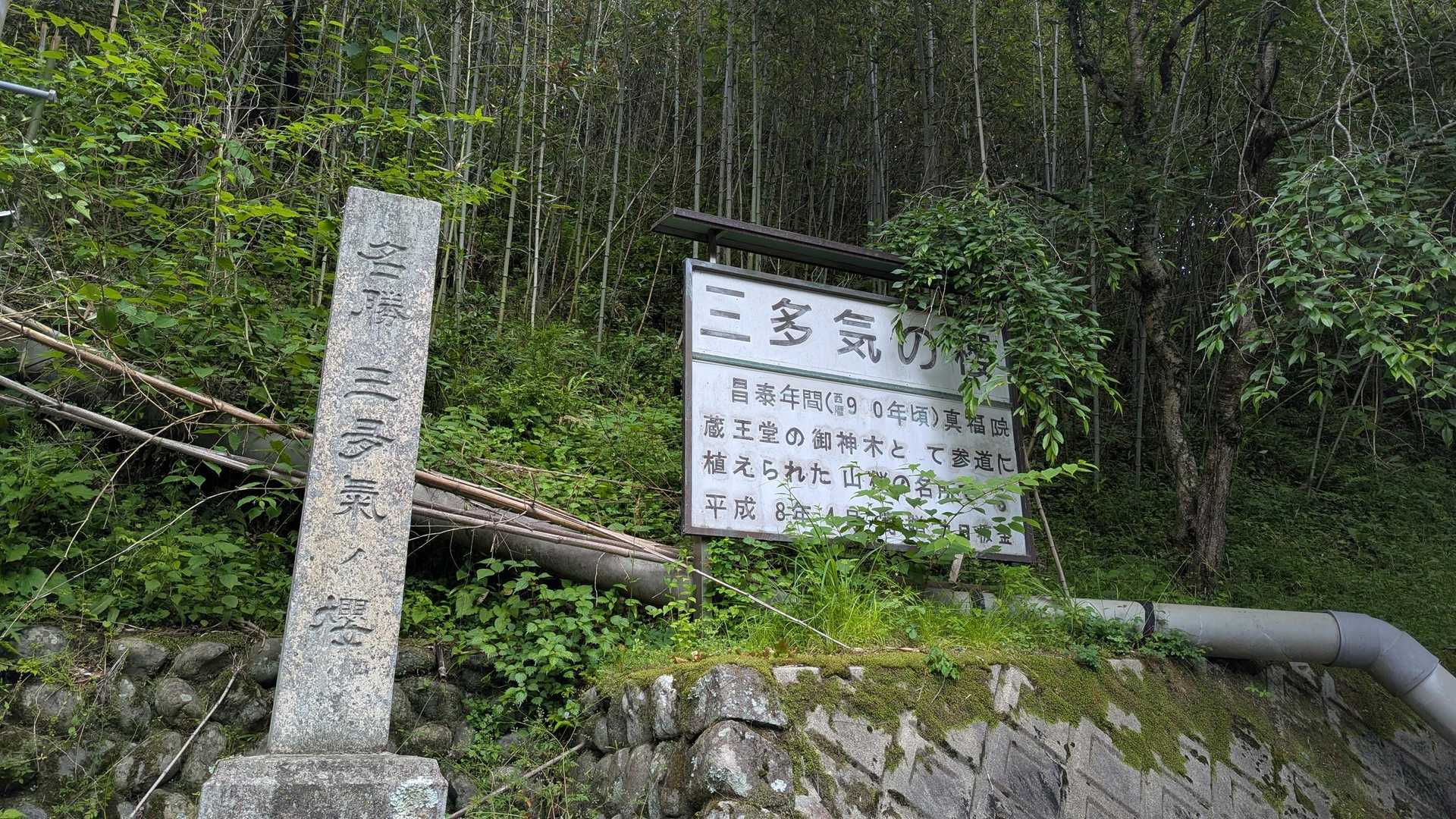 この辺は桜🌸の名所らしいです