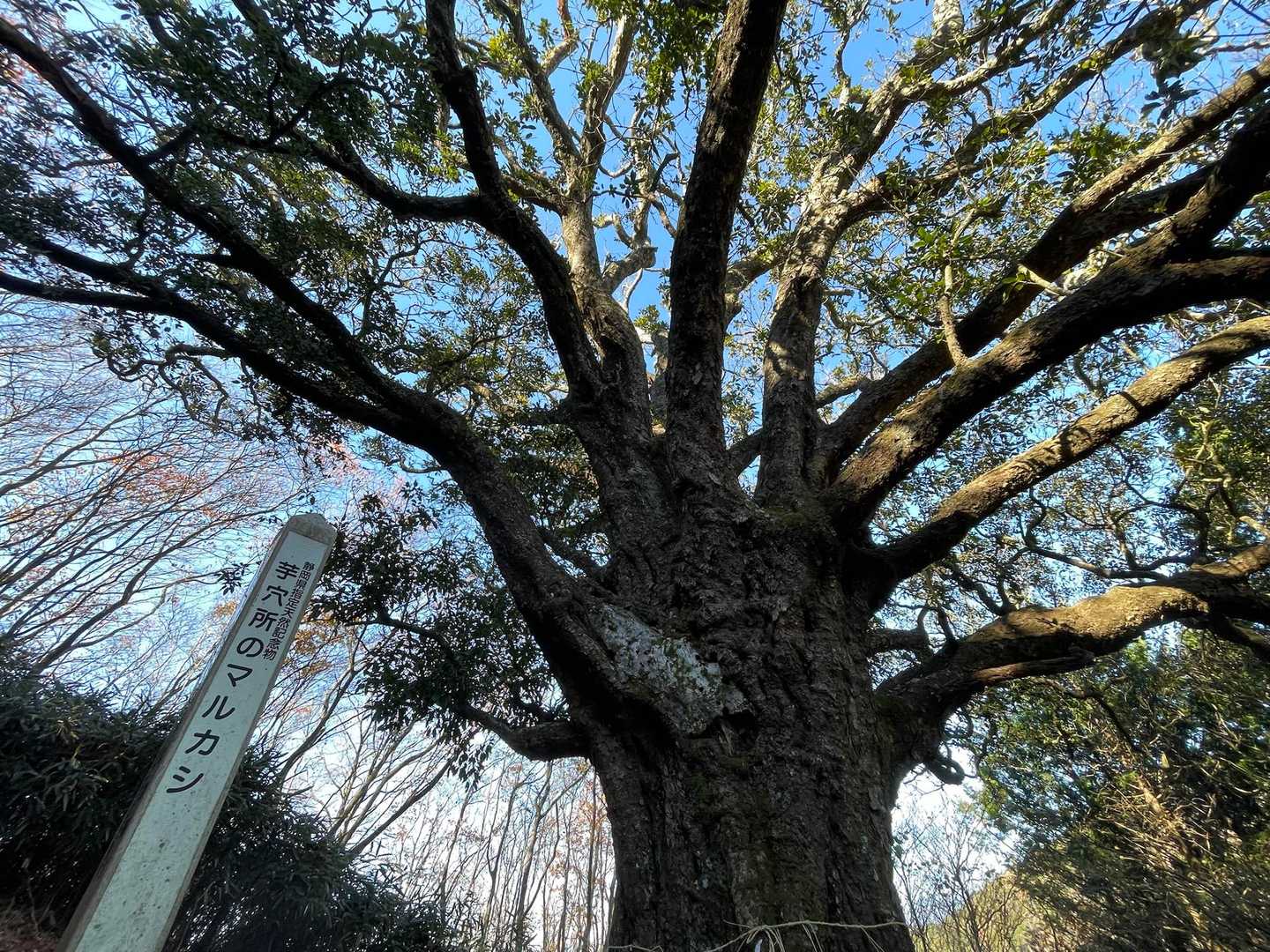 大迫力🌳結構な斜度に落ち葉沢山で危険⚠️