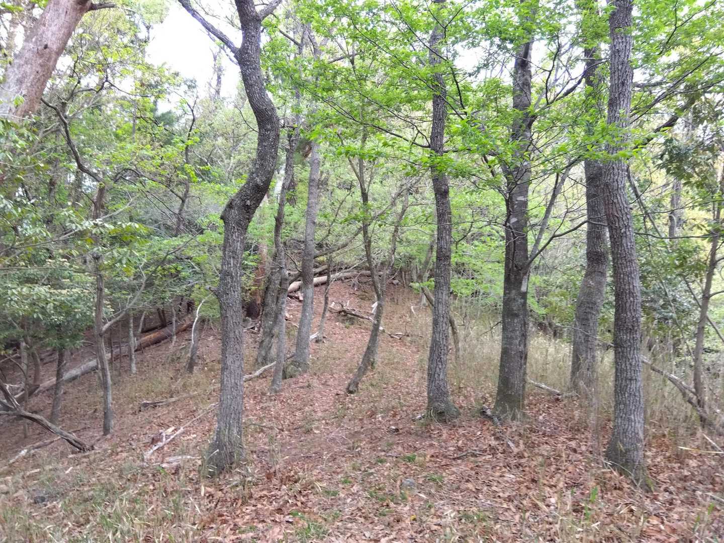 烏帽子山 往復コースの写真