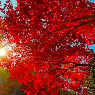 紅葉が紅くキレいやったです。秋を愛する季節も終わりを告げ、あと数時間で12月になります。12月になっても、紅葉は楽しめると思いますが。
