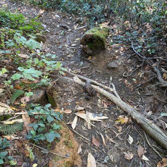 登山道の真ん中でくつろぐヒキガエルを発見