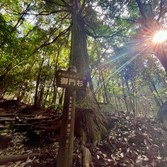 御門杉🌳