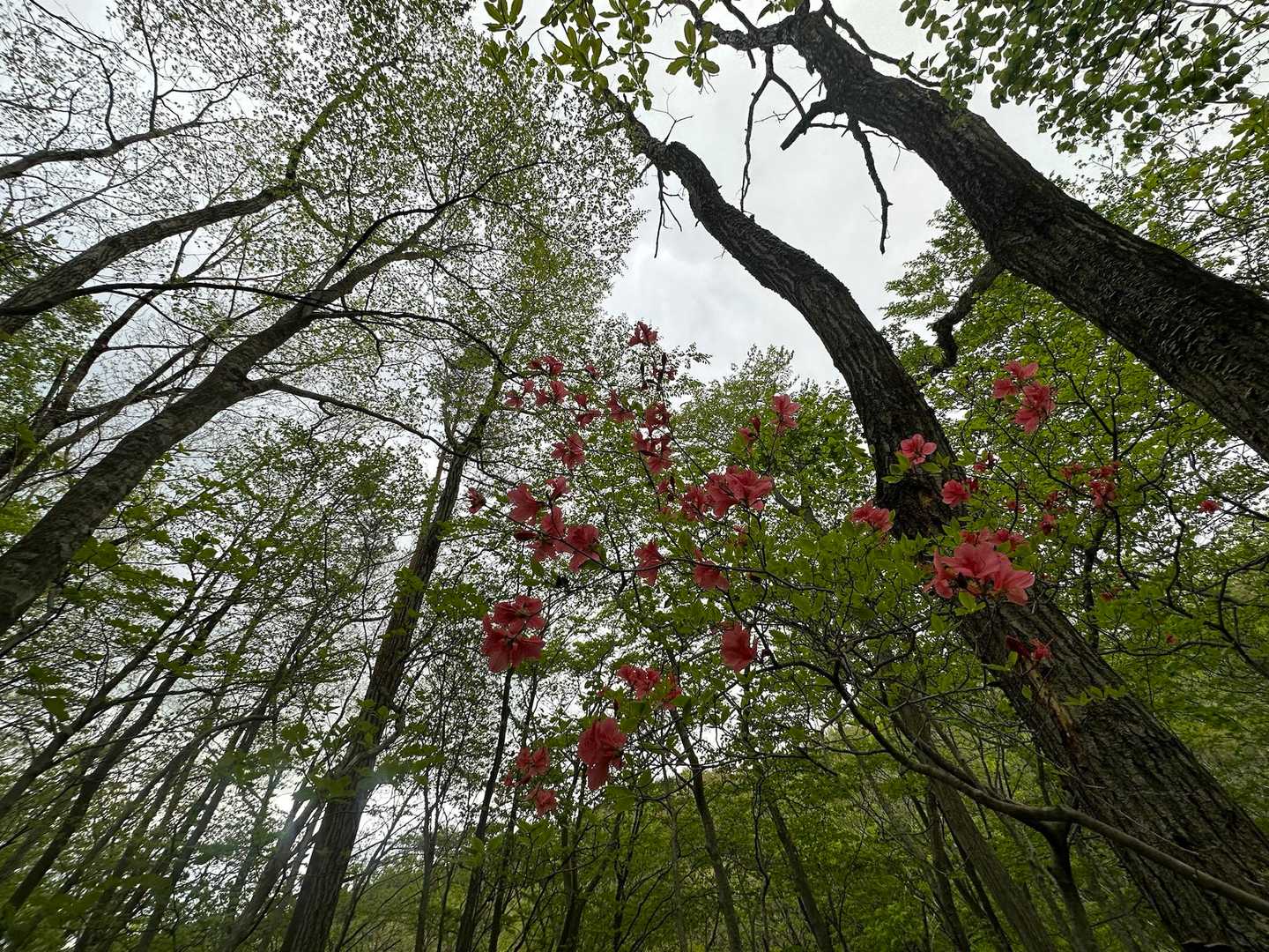 黒鼻山登山口-黒鼻山 往復コースの写真