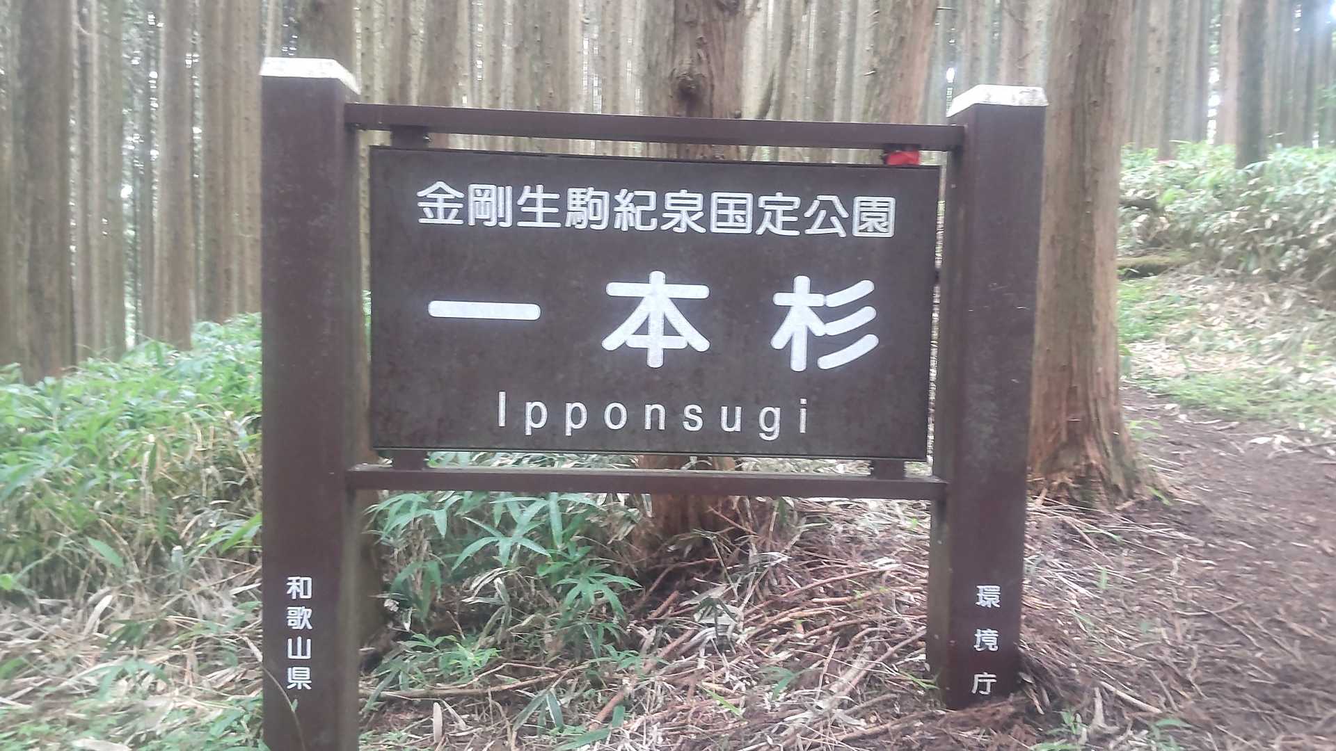 1本杉🤔⁉️
何処に有るんかなあ⁉️🤔🤔⁉️