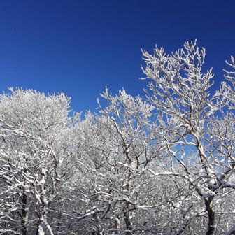 こちらはまだいい感じかな❄❄