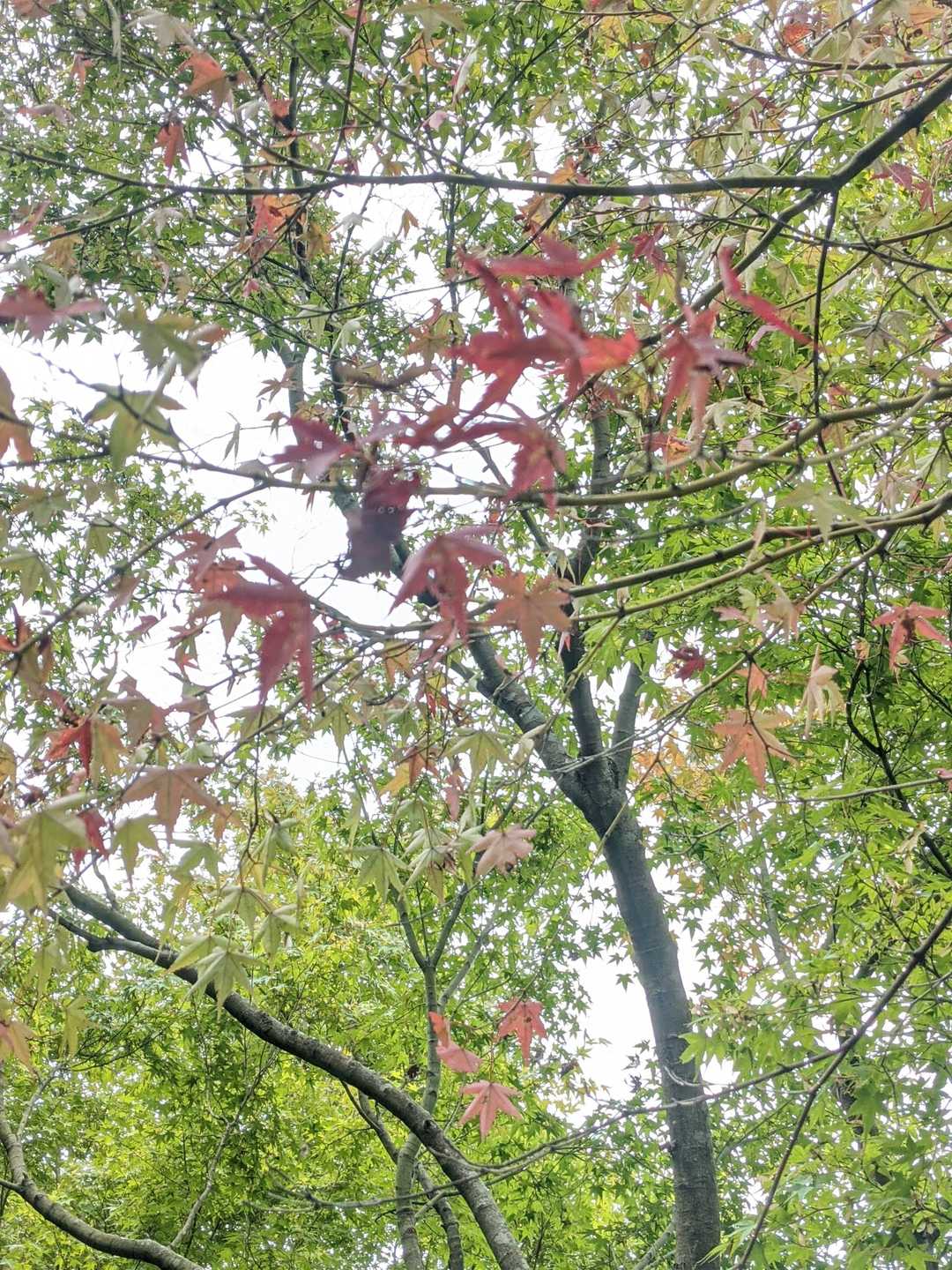 ダム周辺はチラホラ紅葉🍁色付き初めてますよ😁