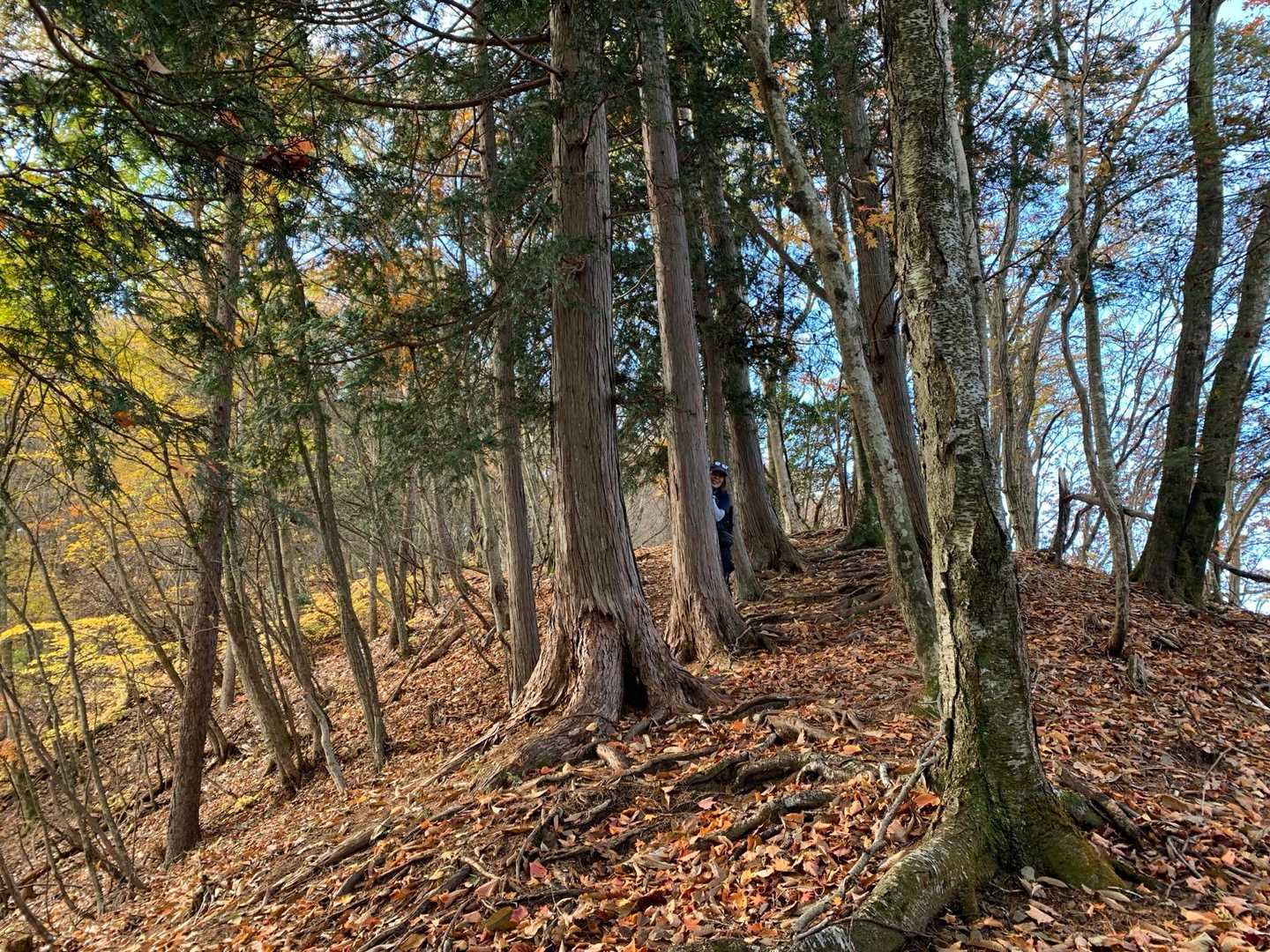 鳩ノ巣駅発着｜川苔山・鋸尾根周回コースの写真