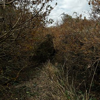YAMAPで一座カウントされたのでまあいいか⛰️
次は隠居岳を目指す👆道はツツジ園の方だけど薮が酷い😰